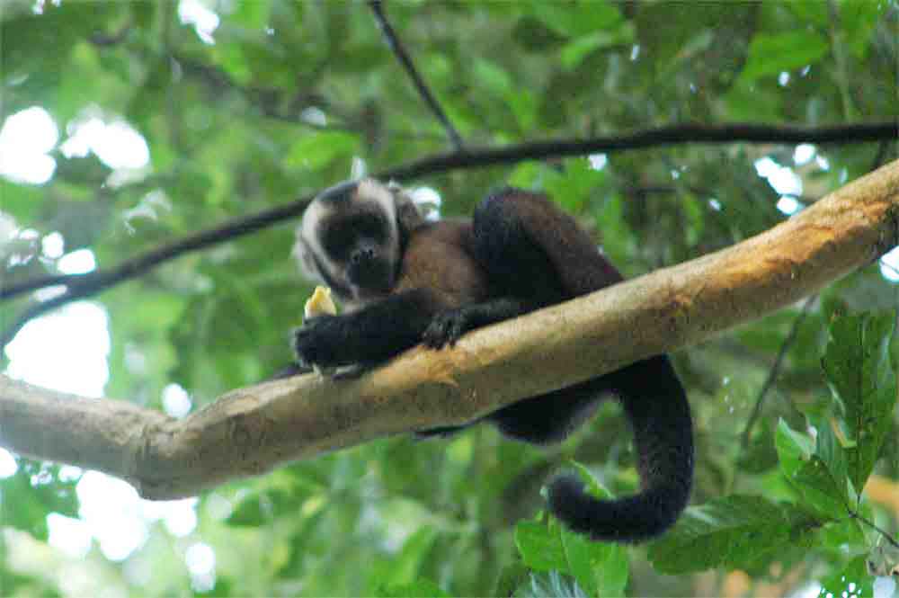 Mono Ardilla - Puerto Maldonado - Perú 1.jpg